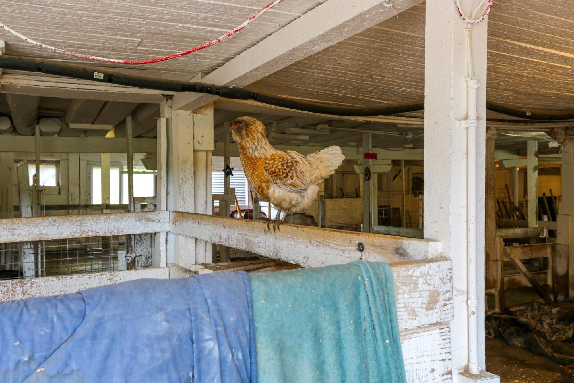 On 110-acre Farm Pets Welcome! * Honesdale